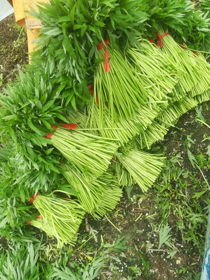 芦篙刘姓塘泥蒿藜蒿蒌蒿湖北特产基地直供包邮留言