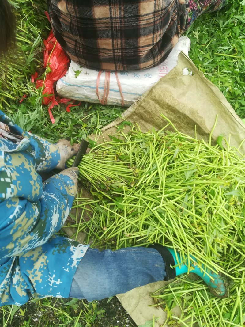 芦篙刘姓塘泥蒿藜蒿蒌蒿湖北特产基地直供包邮留言