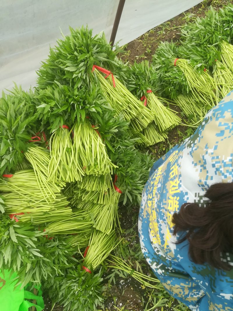 芦篙刘姓塘泥蒿藜蒿蒌蒿湖北特产基地直供包邮留言
