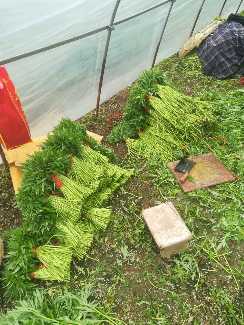芦篙刘姓塘泥蒿藜蒿蒌蒿湖北特产基地直供包邮留言