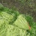 芦篙刘姓塘泥蒿藜蒿蒌蒿湖北特产基地直供包邮留言