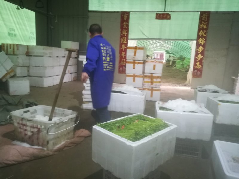 芦篙刘姓塘泥蒿藜蒿蒌蒿湖北特产基地直供包邮留言
