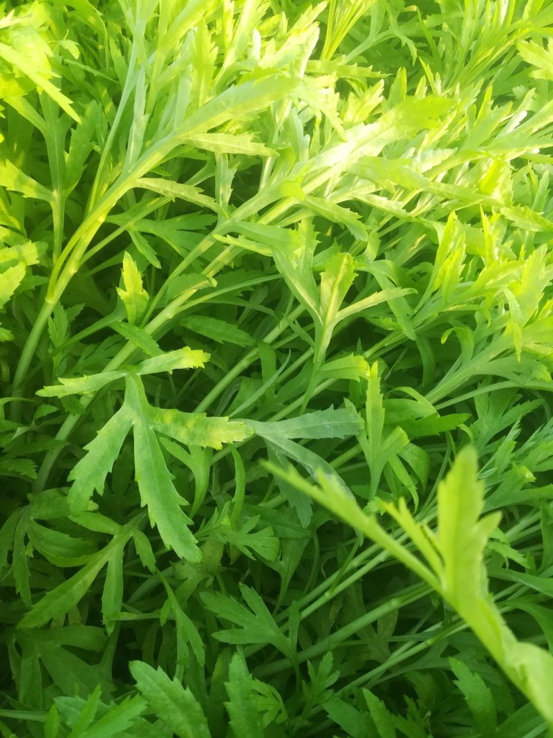 芦篙刘姓塘泥蒿藜蒿蒌蒿湖北特产基地直供包邮留言