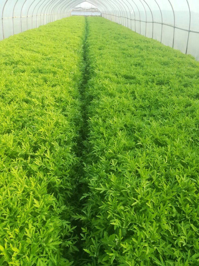 芦篙刘姓塘泥蒿藜蒿蒌蒿湖北特产基地直供包邮留言