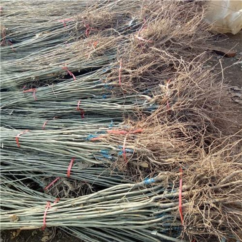 迁西板栗树苗，八月红板栗树苗，大红袍板栗树苗，黑板栗树苗