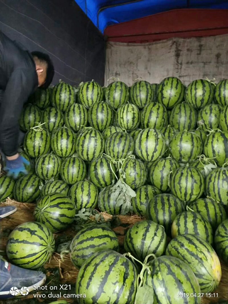 甜王西瓜大量上市中品质好的甜王西瓜陆续上市