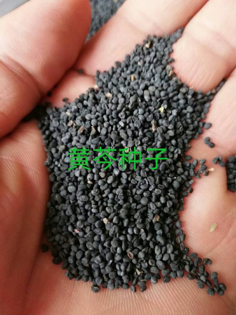地产，纯新黄芩籽，黄芩种子