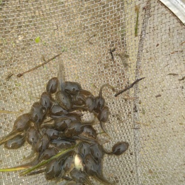 青蛙，蝌蚪出售。