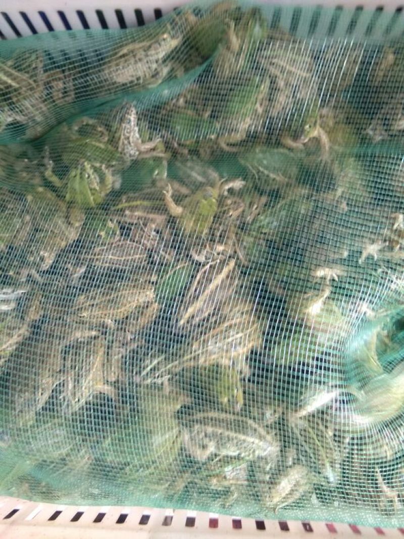 青蛙，蝌蚪出售。