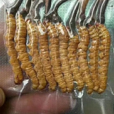 冬虫夏草