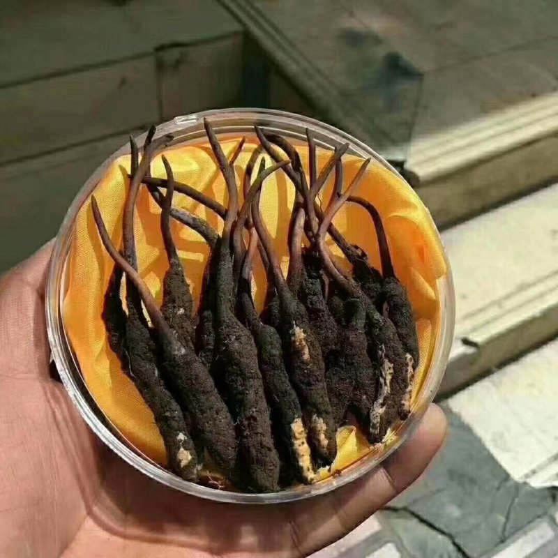 冬虫夏草