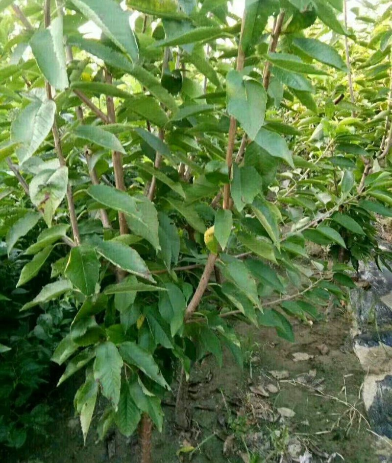 美早大樱桃树苗二年苗免费提供终生技术指导