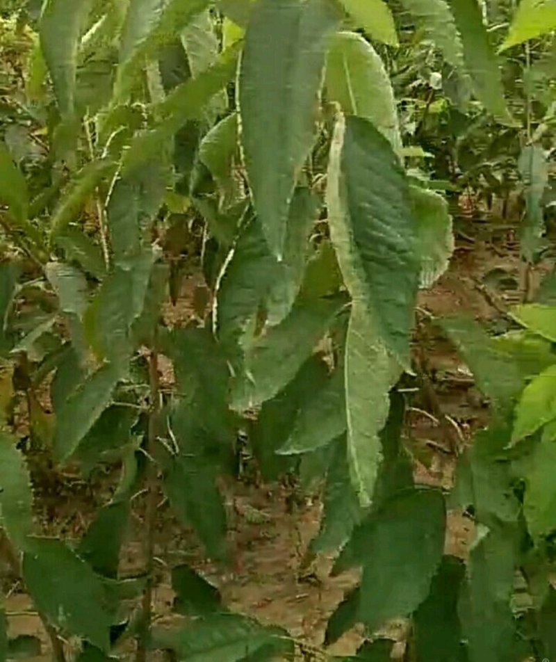 俄罗斯8号大樱桃树苗二年苗提供技术指导