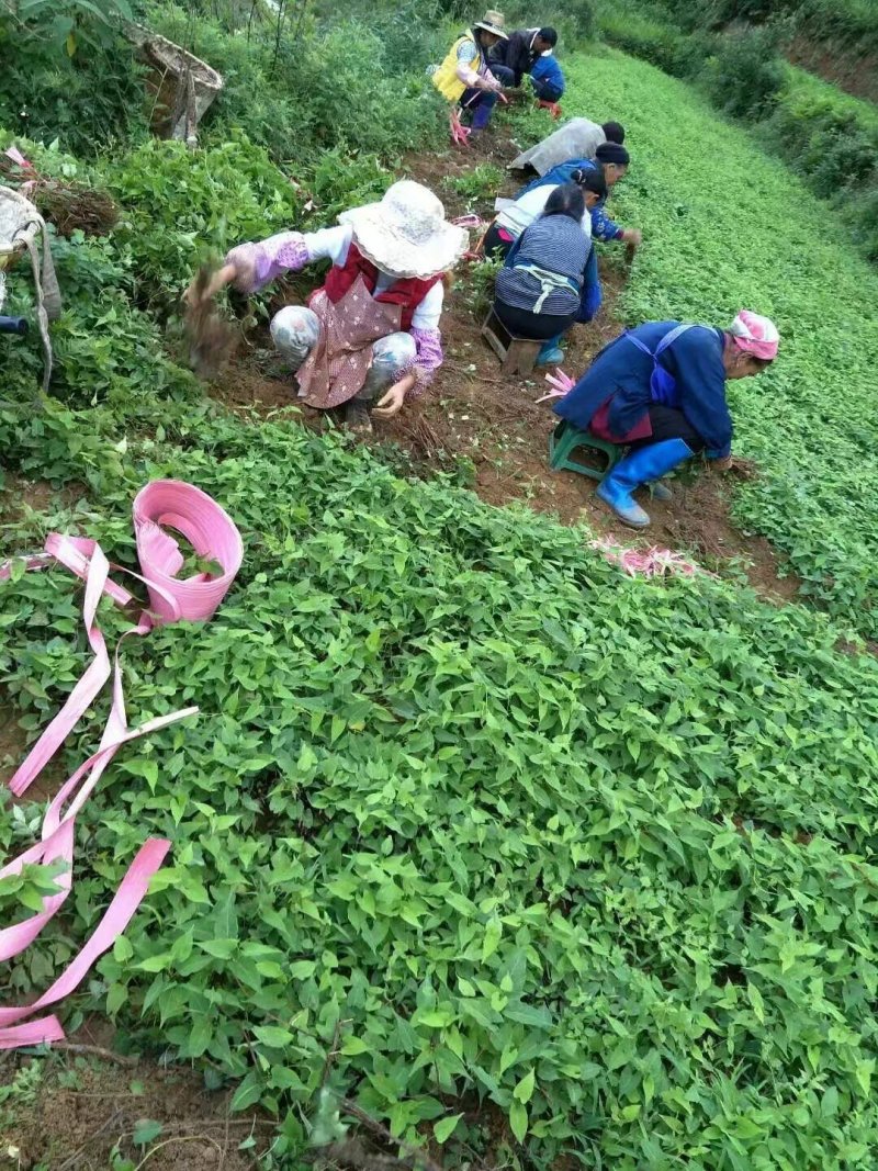 贵州高产何首乌优良育苗