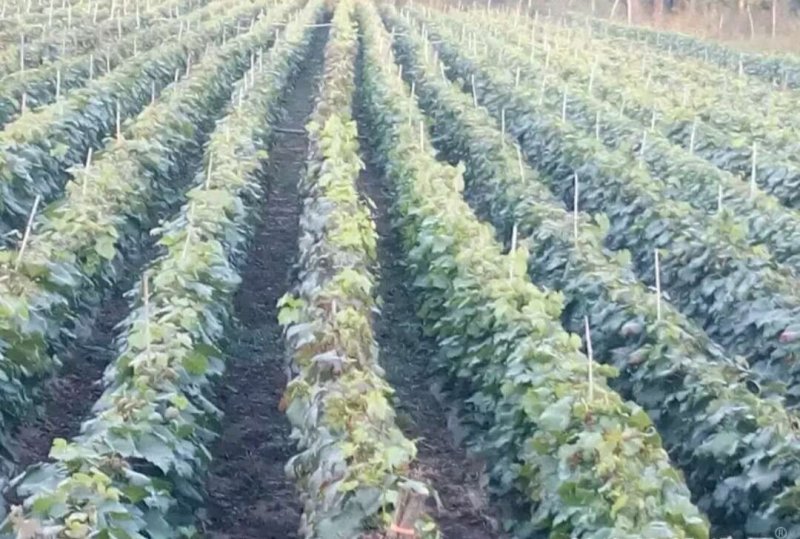 甜蜜蓝宝石葡萄苗，品质保证提供技术指导死苗免发