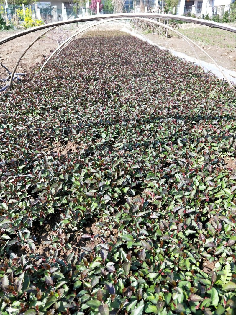 甜茶小水苗，杜梨小水苗