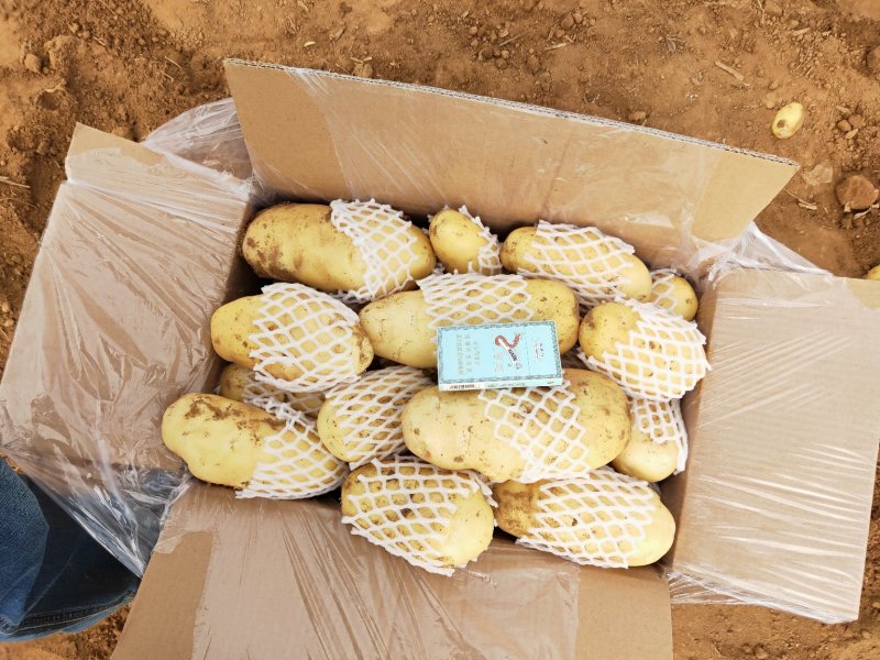 【土豆】山东平阴优质荷兰十五土豆精品2-4两袋装靓货
