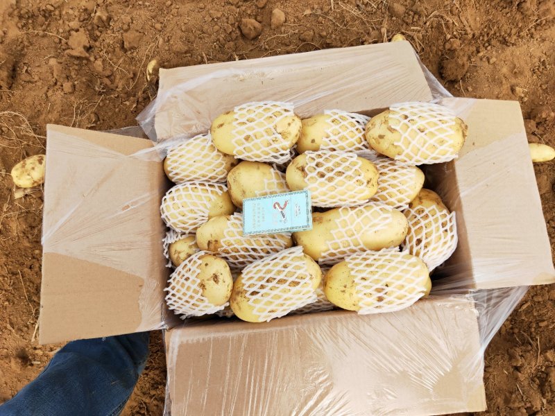 【土豆】山东平阴优质荷兰十五土豆精品2-4两袋装靓货