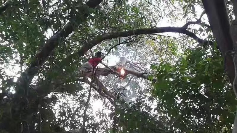 排蜂蜜