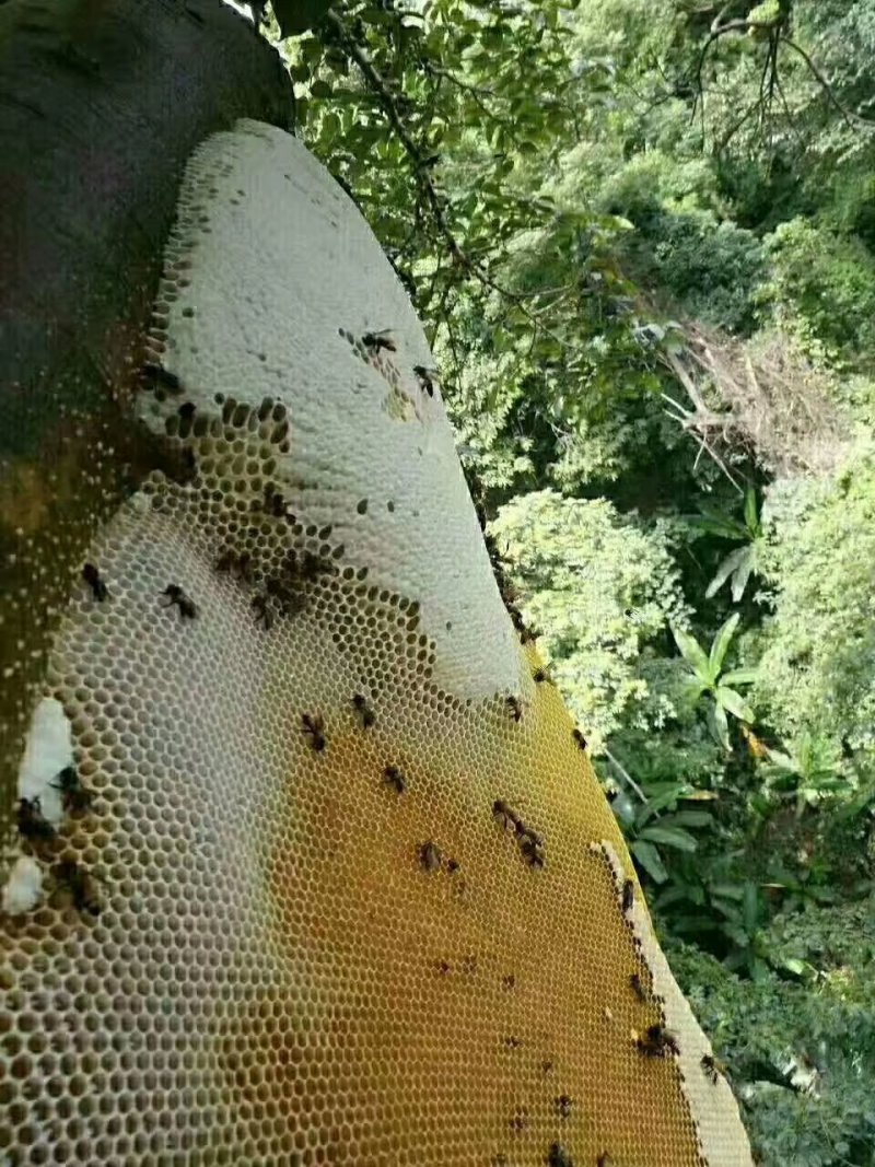 排蜂蜜