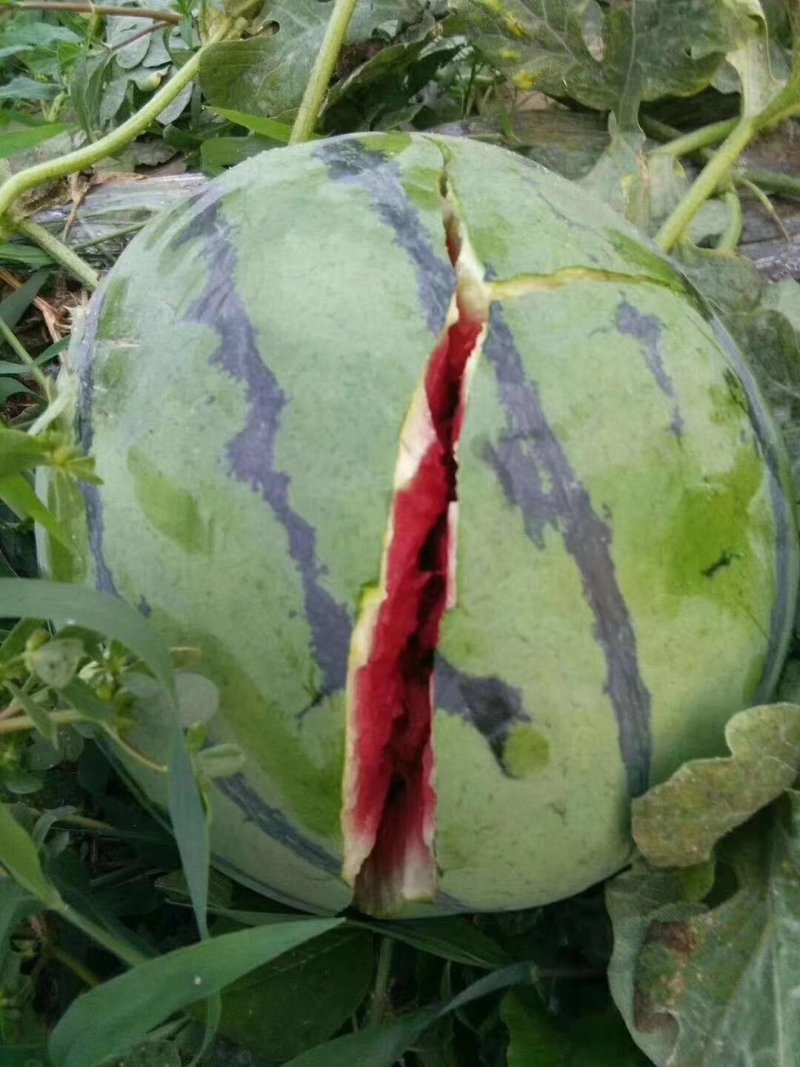 甜王西瓜保证质量量大从优产地直发协助找车欢迎