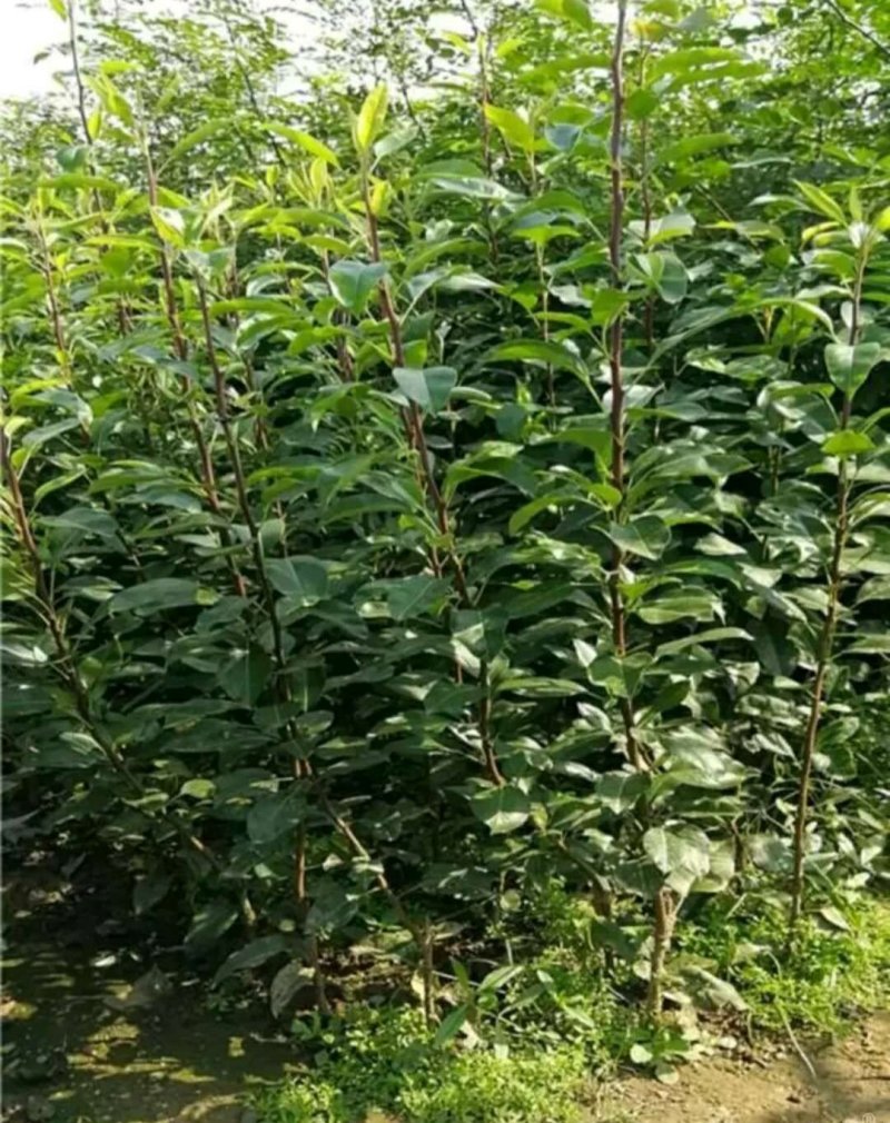 奥洲红梨树苗保证品质提供技术，包邮（新疆青海西藏除外）