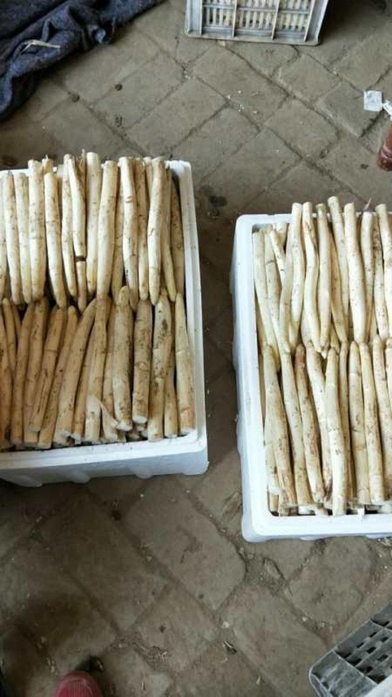 白芦笋芦笋白芦笋农家种植现摘发货商超电商一件代发质量保证