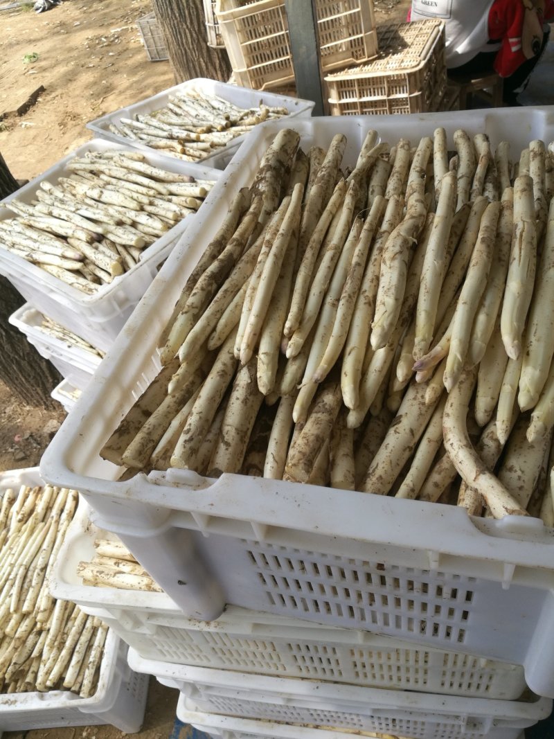白芦笋芦笋白芦笋农家种植现摘发货商超电商一件代发质量保证
