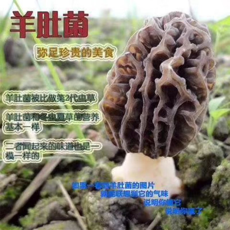 羊肚菌