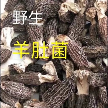 羊肚菌