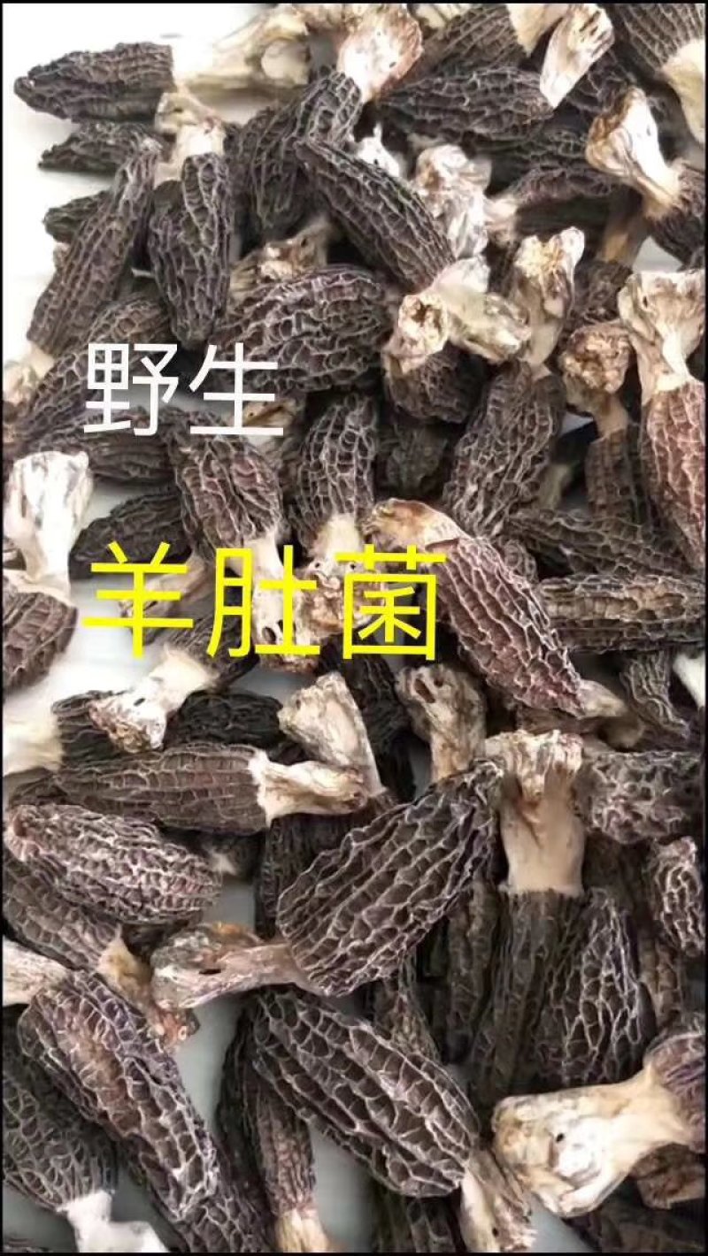 羊肚菌