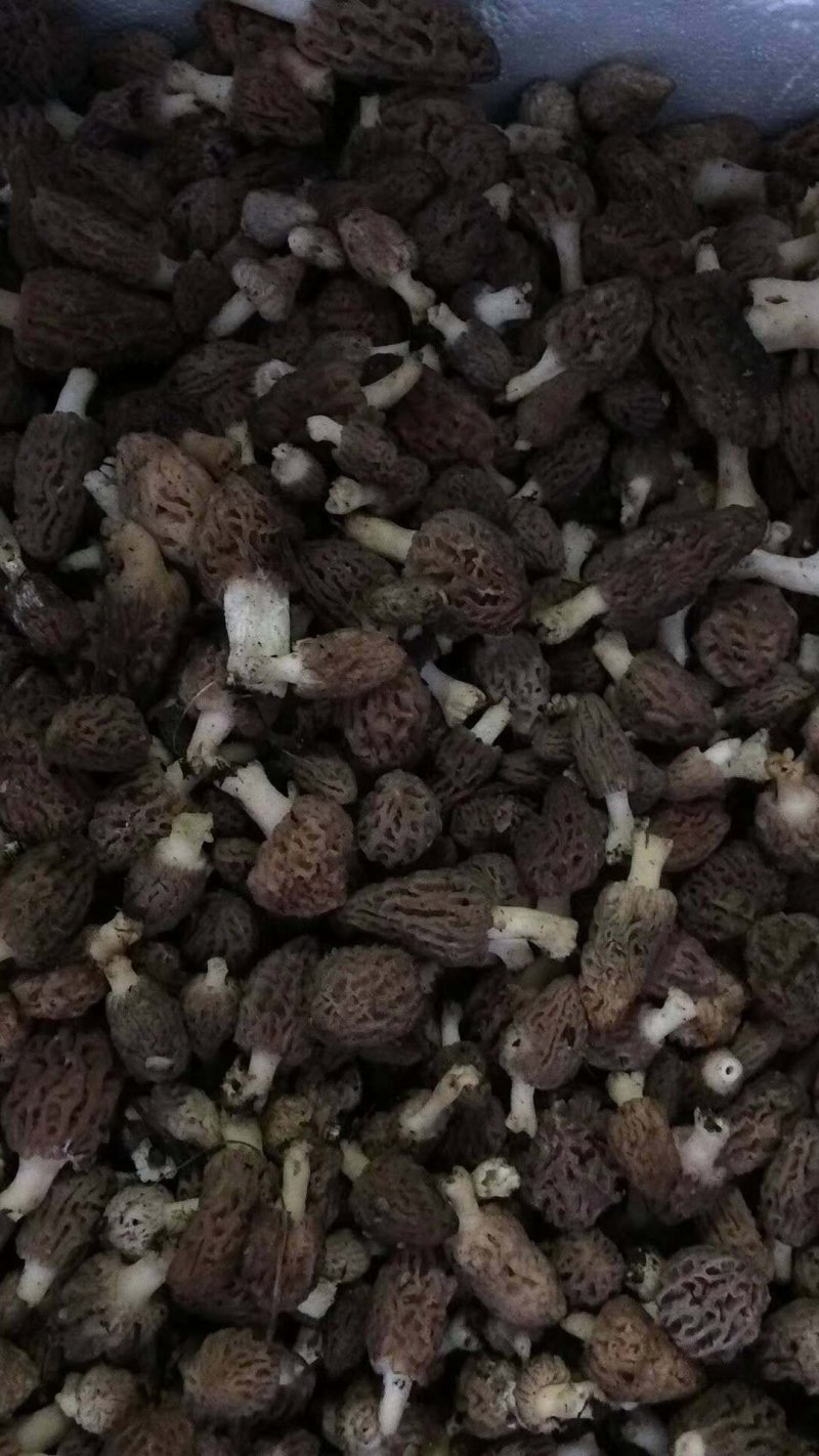 羊肚菌
