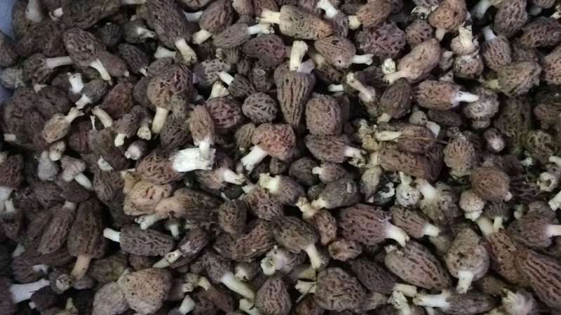 羊肚菌