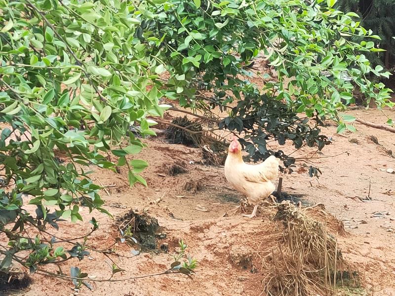 生态林下散养湘黄土鸡