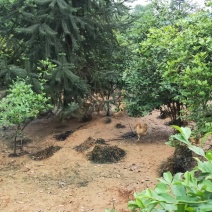 生态林下散养湘黄土鸡