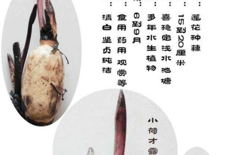 荷花见水就活观赏型荷花食用型