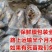荷花见水就活观赏型荷花食用型