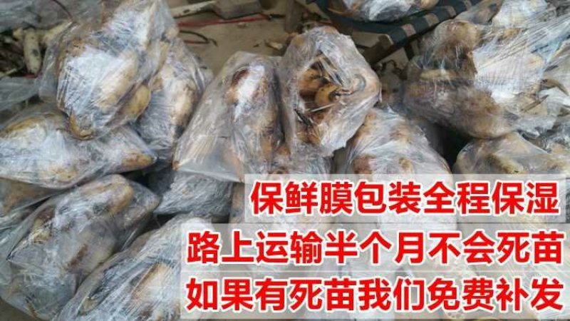 荷花见水就活观赏型荷花食用型
