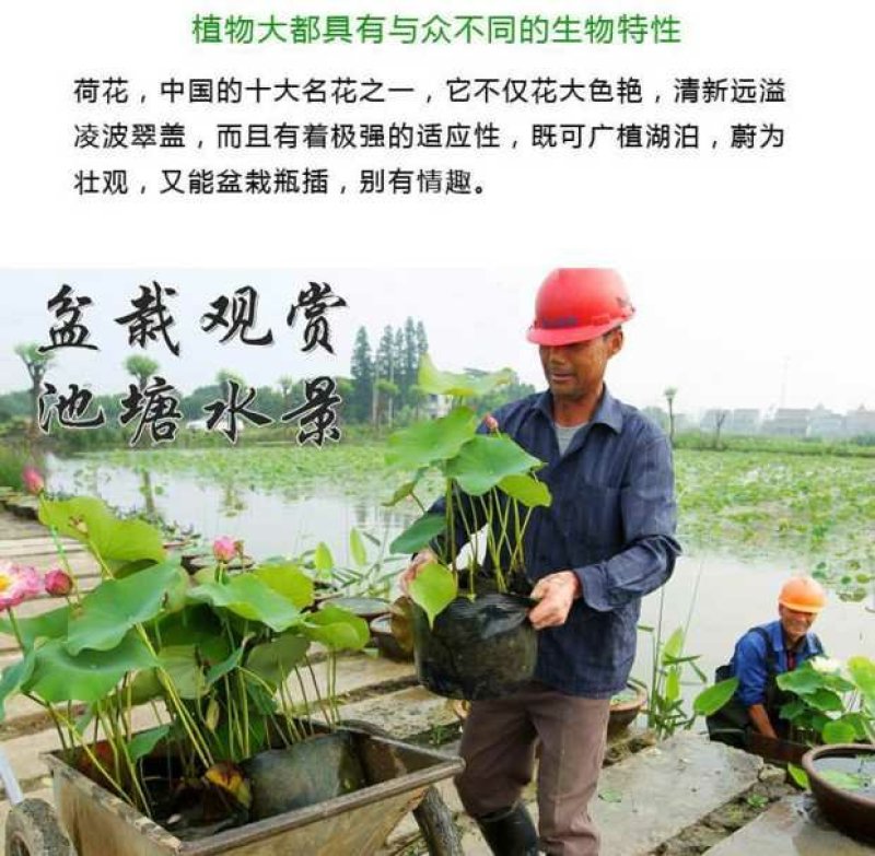 荷花见水就活观赏型荷花食用型