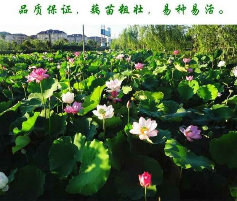 荷花见水就活观赏型荷花食用型