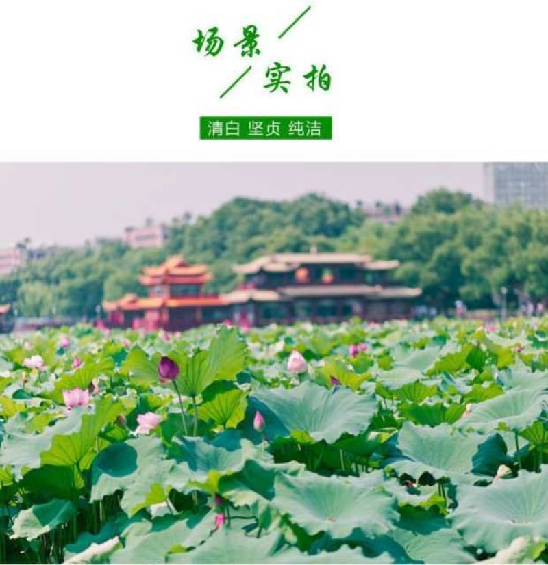 荷花见水就活观赏型荷花食用型