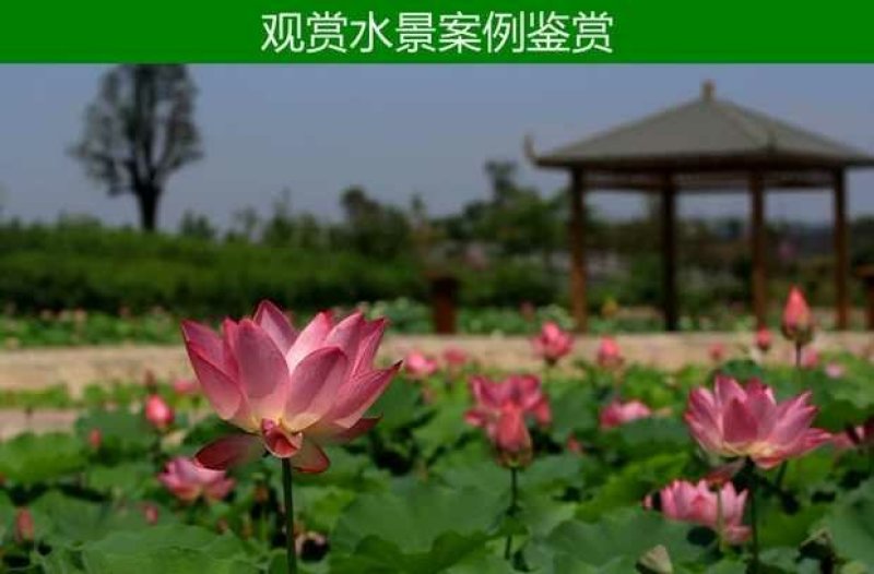 荷花见水就活观赏型荷花食用型
