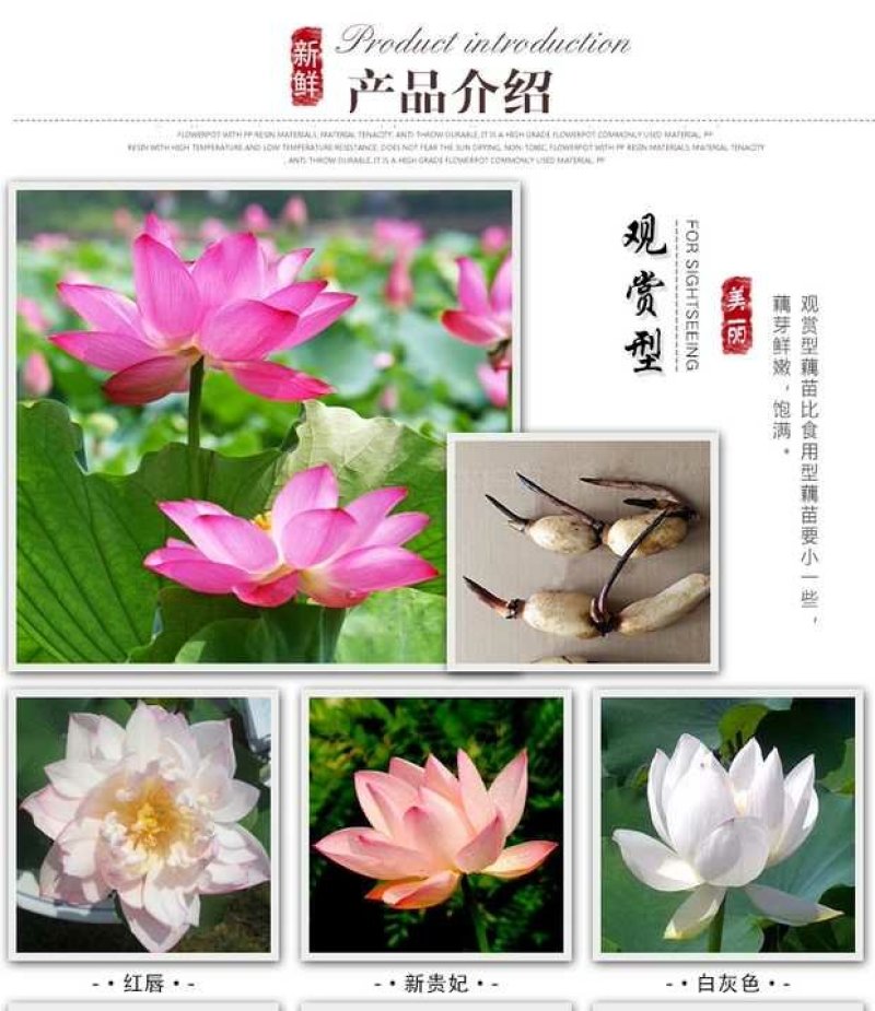 荷花见水就活观赏型荷花食用型