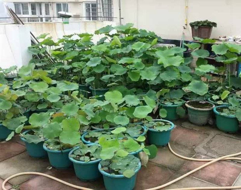 荷花见水就活观赏型荷花食用型
