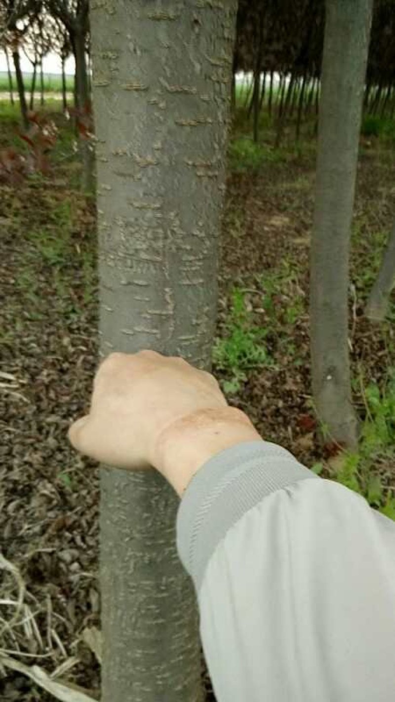 紫叶李