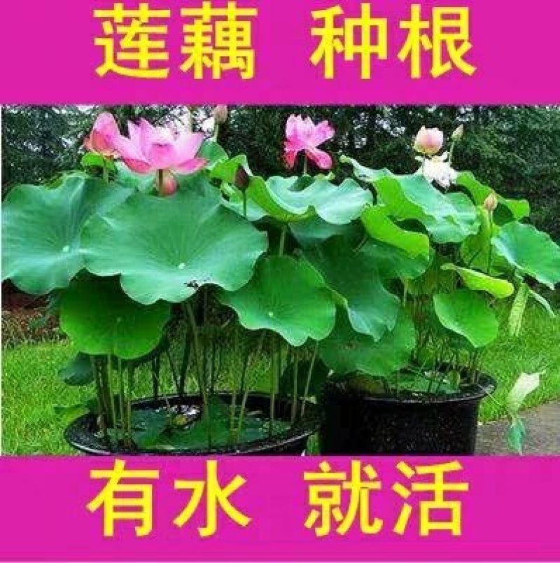 荷花见水就活观赏型荷花食用型