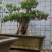 石榴树盆景
