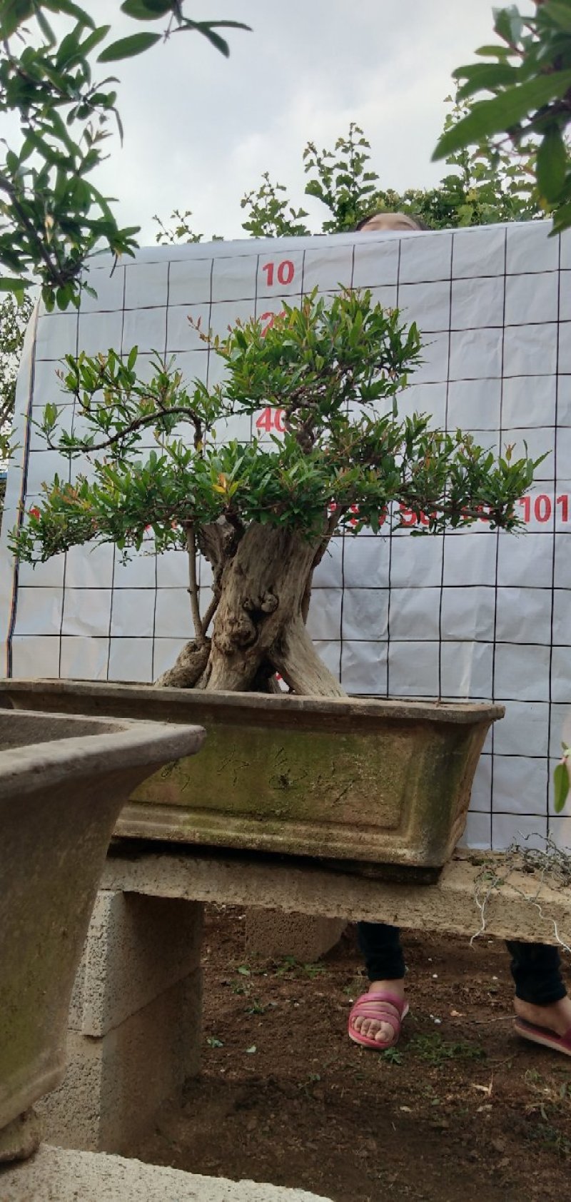 石榴树盆景