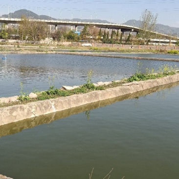 虹鳟鱼，基地直供，量大可以免费送货。提供养殖技术服务。