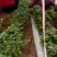 禹州红薯-烟薯一手货源量大优惠欢迎咨询采购